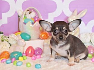 Egypt – Adorable Black/Tan Apple Head Baby