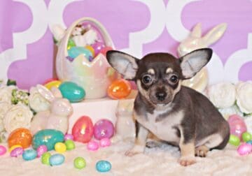Egypt – Adorable Black/Tan Apple Head Baby