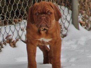 Puppy For Sale-French Mastiff-Dogue de Bordeaux