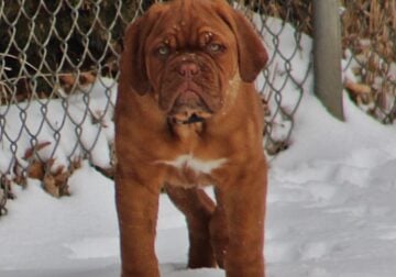 Puppy For Sale-French Mastiff-Dogue de Bordeaux