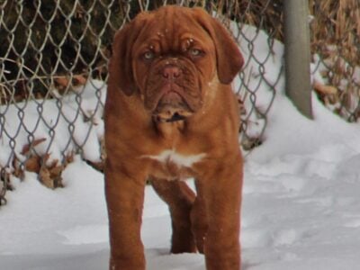 Puppy For Sale-French Mastiff-Dogue de Bor  ...