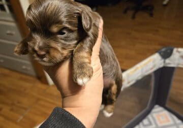 AKC Yorkies