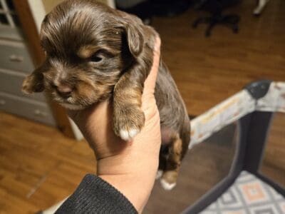 AKC Yorkies
