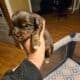 AKC Yorkies