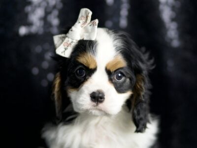 Basil AKC Cavalier