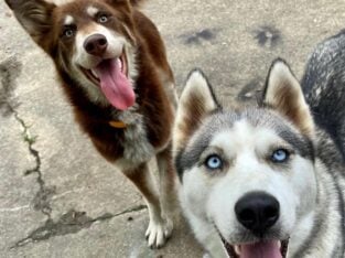Rehoming milo