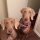 Weimaraner puppies