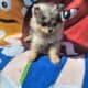 Pomeranian pup – Black merle male #1