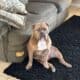 American bully