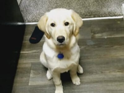 Golden retriever lab mix