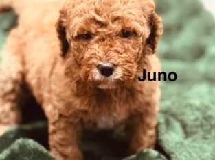 Goldendoodle F1B