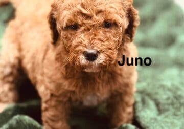 Goldendoodle F1B