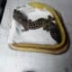 Leopard gecko available for rehoming, including ta