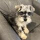 CKC MINI SCHNAUZER