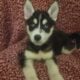 Siberian Husky