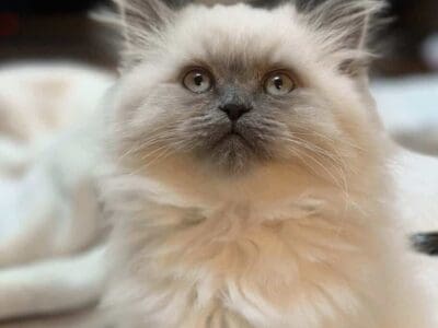 Blue Point Male Himalayan Kitten