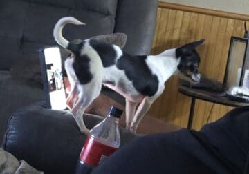 Tri-color Chihuahua