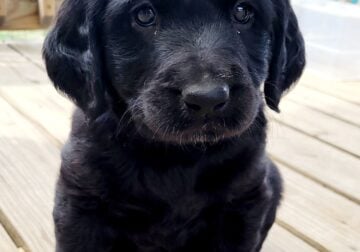 Goldendoodle/Labrador Retriever puppies