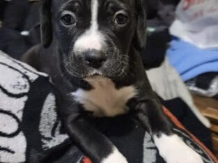 Puppies looking for a good home