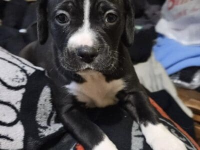 Puppies looking for a good home