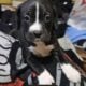 Puppies looking for a good home