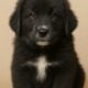 Tibetan Mastiff Puppies