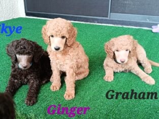 AKC Moyen Standard Poodles