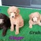 AKC Moyen Standard Poodles