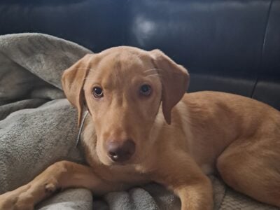 Name: Leo