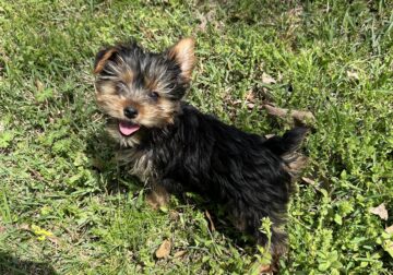 CKC Yorkie Female puppies
