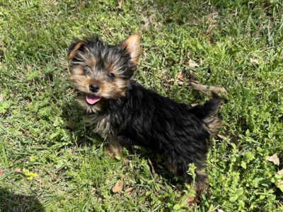 CKC Yorkie Female puppies