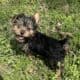 CKC Yorkie Female puppies