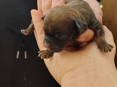 Puppies for sale