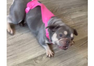 Sweet French bulldog for sale