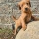Mini Goldendoodles!