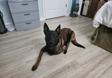 Belgian Malinois Female
