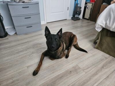 Belgian Malinois Female
