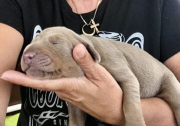AKC Doberman Puppies ready for their new master