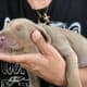 AKC Doberman Puppies ready for their new master