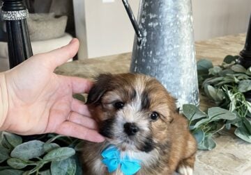 Lucky Boy