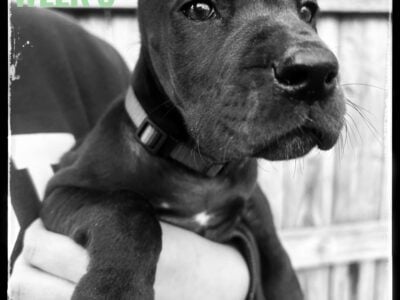 Sage The Great Dane