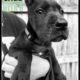 Sage The Great Dane