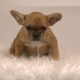 Litter of 6 French Bulldog Puppies