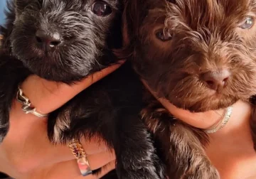 Havanese