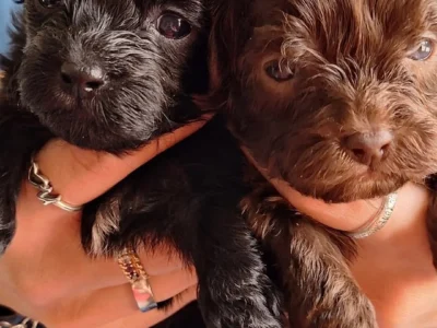 Havanese