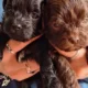 Havanese