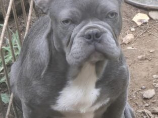 Female French Bulldog Puppy