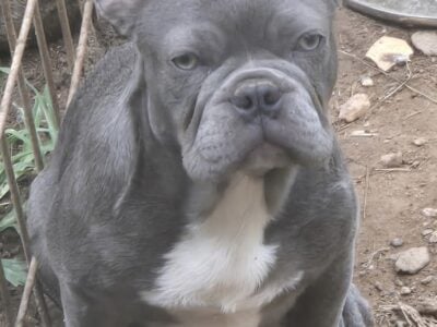 Female French Bulldog Puppy