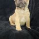 French bulldog puppies