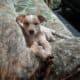 Red heeler pups